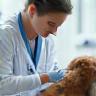 Vet examining a dog