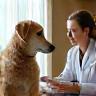 Pet nutrition consultation