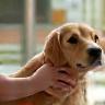 Pet receiving vaccine