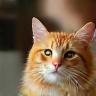 Woman with orange tabby cat
